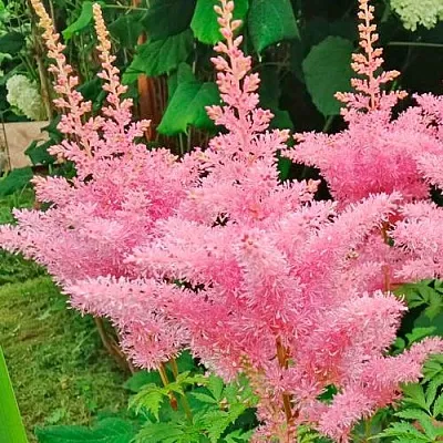 Астильба ЭДЕНС ОДИССЕЙ Арендса  Астильба ЭДЕНС ОДИССЕЙ Арендса в Пскове