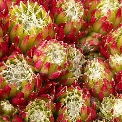 Молодило ХУКЕРА в Пскове