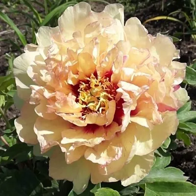 Пион КЕНАРИ БРИЛЛИАНТС ито-гибрид в Пскове