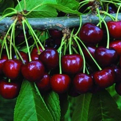 Черешня ВЕДА  Черешня ВЕДА в Пскове