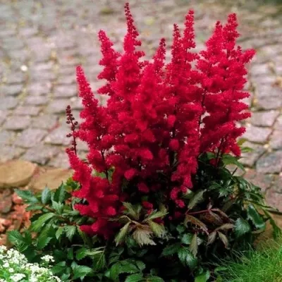 Астильба ГЛАТ Арендса — описание сорта Астильба ГЛАТ Арендса в Пскове