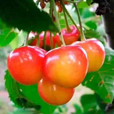 Черешня ДОНЧАНКА в Пскове