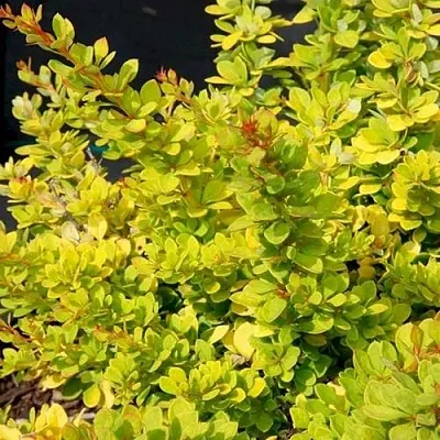 Барбарис СЕНСЕЙШЕН тунберга  Барбарис СЕНСЕЙШЕН тунберга в Пскове