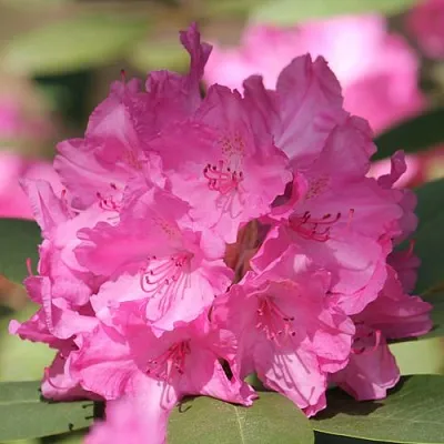 Рододендрон ЛУМИНА  Рододендрон ЛУМИНА в Пскове