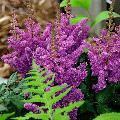 Астильба БЛЭК ЭНД БЛУ китайская  Астильба БЛЭК ЭНД БЛУ китайская в Пскове