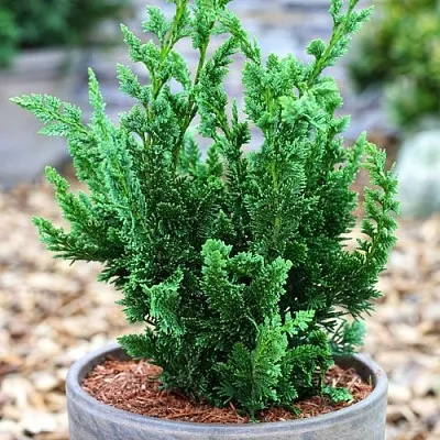 Кипарисовик ВИСЕЛЛИ лавсона в Пскове