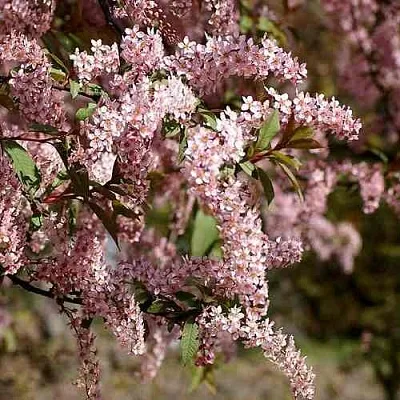 Черемуха НЕЖНОСТЬ  Черемуха НЕЖНОСТЬ в Пскове