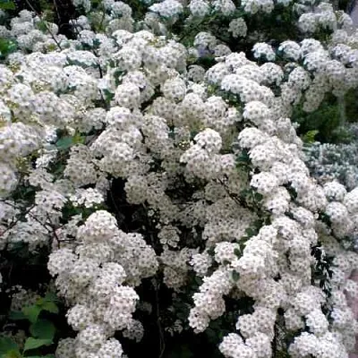 Спирея ВАНГУТТА в Пскове