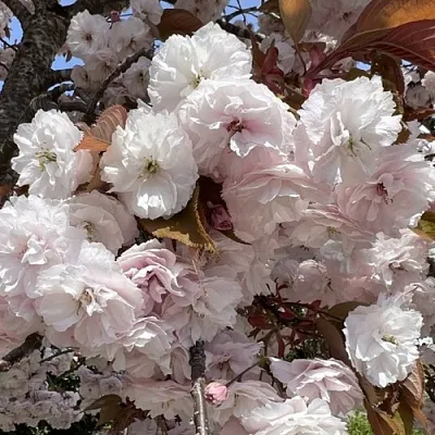 Сакура ШИРОФУГЕН  Сакура ШИРОФУГЕН в Пскове