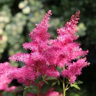 Астильба САННИ ДЕЙ гибридная  Астильба САННИ ДЕЙ гибридная в Пскове