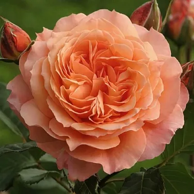 Саженцы роз БЕЛЬВЕДЕР шраб  Саженцы роз БЕЛЬВЕДЕР шраб в Пскове