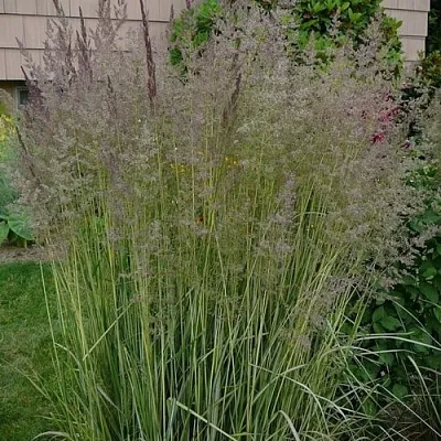 Вейник АВАЛАНШ остроцветковый  Вейник АВАЛАНШ остроцветковый в Пскове