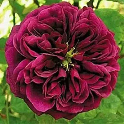 Саженцы роз ЗЕ ПРИНЦ английская  Саженцы роз ЗЕ ПРИНЦ английская в Пскове