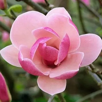 Магнолия РУСТИКА РУМБА  Магнолия РУСТИКА РУМБА в Пскове