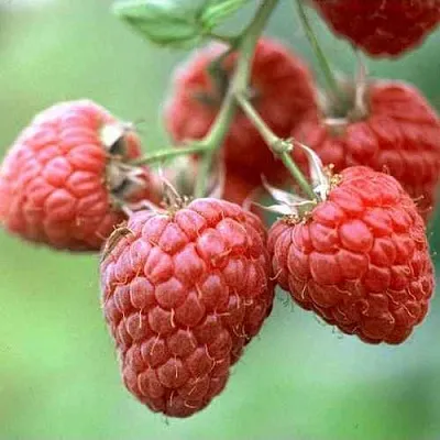 Малина ХЕРИТЕЙДЖ в Пскове