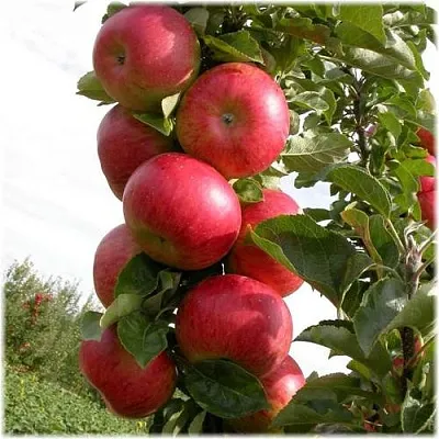 Яблоня ОСТАНКИНО колонновидная  Яблоня ОСТАНКИНО колонновидная в Пскове