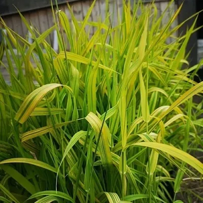 Фалярис АРКТИК САН тростниковый в Пскове