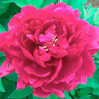 Пион ОСТРОВНОЙ МИНИСТР древовидный  Пион ОСТРОВНОЙ МИНИСТР древовидный в Пскове