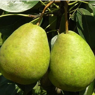 Груша ЛАГОДНАЯ  Груша ЛАГОДНАЯ в Пскове