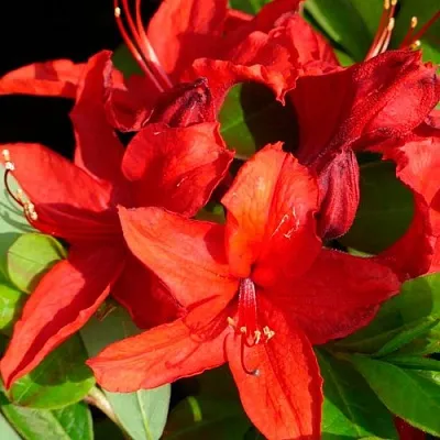 Азалия НАБУКО листопадная  Азалия НАБУКО листопадная в Пскове