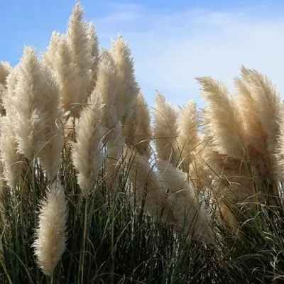 Кортадерия белая (пампасная трава) в Пскове