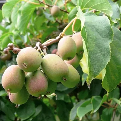 Актинидия ЛЮСИ аргута  в Пскове