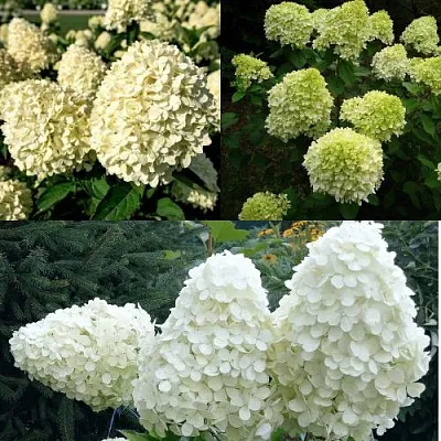 Комплект НЕЖНЫЙ КАПУЧИНО в Пскове