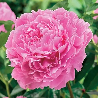 Пион МИСС ЭКХАРТ травянистый  Пион МИСС ЭКХАРТ травянистый в Пскове