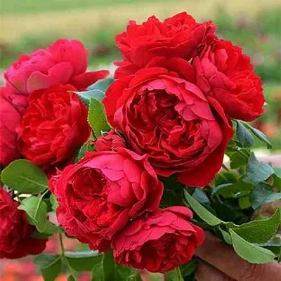 Саженцы роз ФЛОРЕНТИНА плетистая  Саженцы роз ФЛОРЕНТИНА плетистая в Пскове