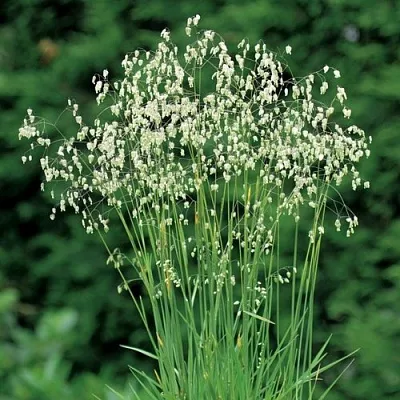 Трясунка средняя в Пскове