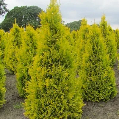 Туя САНКИСТ западная в Пскове
