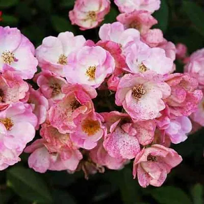 Саженцы роз АЛДЕН БИЗЕН мускусная в Пскове