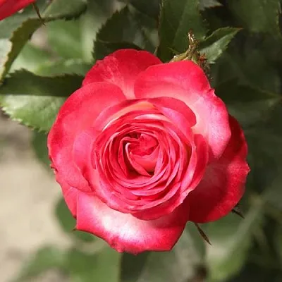 Саженцы роз САФИНА спрей в Пскове