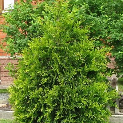 Туя АНЯ (АНИЕ) западная  Туя АНЯ (АНИЕ) западная в Пскове