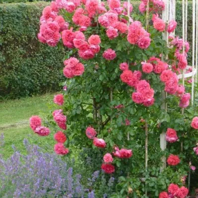 Саженцы роз РОЗЕУМ ЮТЕРСОН плетистая — описание сорта Саженцы роз РОЗЕУМ ЮТЕРСОН плетистая в Пскове