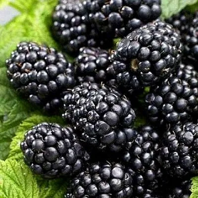 Ежевика БЖЕЗИНА бесшипная в Пскове