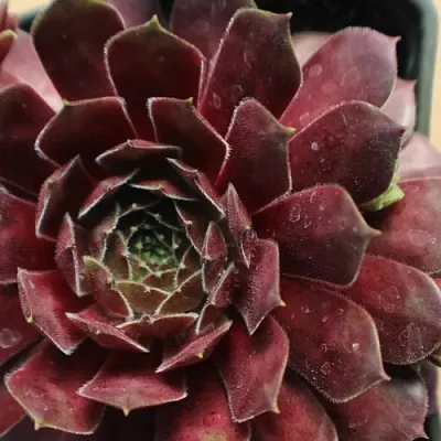 Молодило БЛЭК МОУНТЭЙН в Пскове