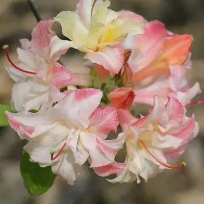 Азалия КЭННОНС ДАБЛ листопадная  Азалия КЭННОНС ДАБЛ листопадная в Пскове