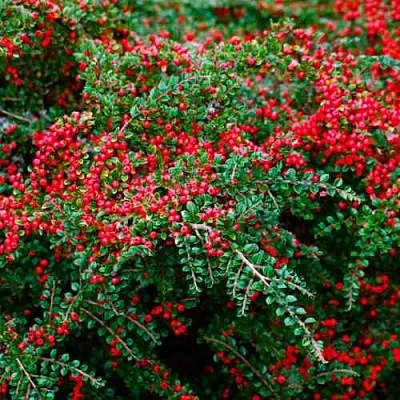Кизильник горизонтальный  Кизильник горизонтальный в Пскове