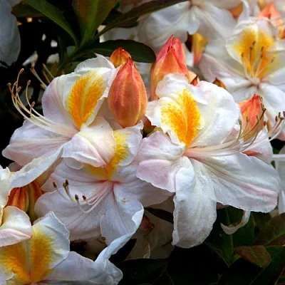 Азалия СИЛЬВЕР СЛИППЕР листопадная  Азалия СИЛЬВЕР СЛИППЕР листопадная в Пскове