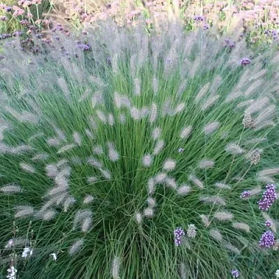Пеннисетум ХАМЕЛН в Пскове
