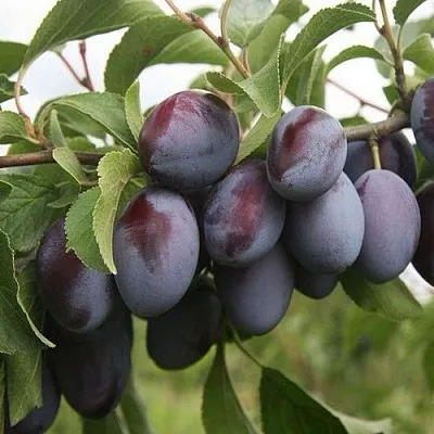 Слива РЕНКЛОД  Слива РЕНКЛОД в Пскове