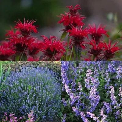 Комплект АРОМАТНЫЙ ЧАЙ в Пскове