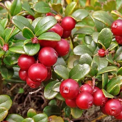 Брусника садовая АМЕРЛАНД в Пскове