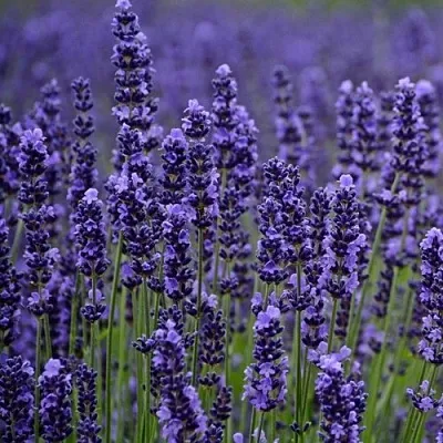 Лаванда МАНСТЕД узколистная  Лаванда МАНСТЕД узколистная в Пскове