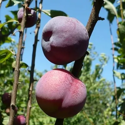 Плумкот ВЕЙ ВОНГ  Плумкот ВЕЙ ВОНГ в Пскове