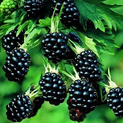 Ежевика КИТАНИНИ бесшипная в Пскове