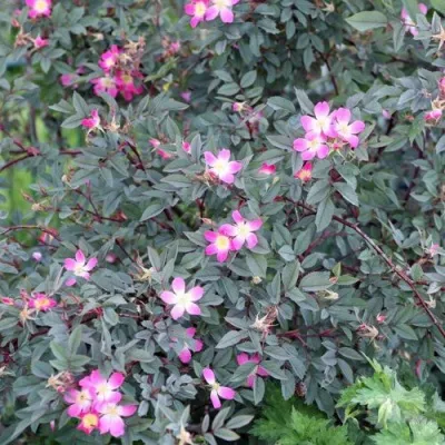 Саженцы роз сизая — описание сорта Саженцы роз сизая в Пскове