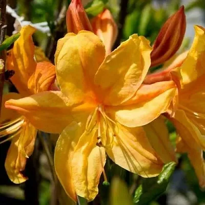 Азалия ГОЛДЕН ЛАЙТС листопадная  Азалия ГОЛДЕН ЛАЙТС листопадная в Пскове