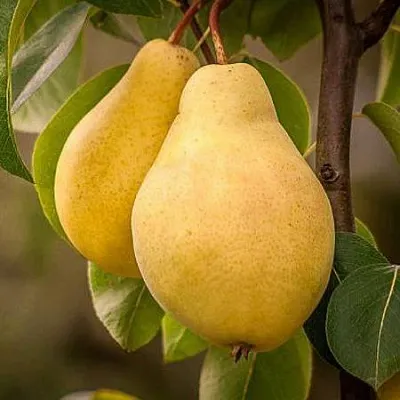 Осенние сорта Осенние сорта в Пскове